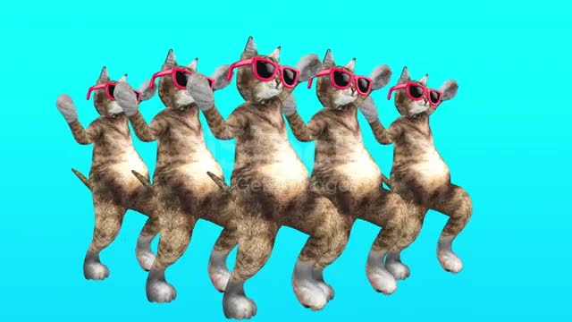 Choreography of cats for the world cup