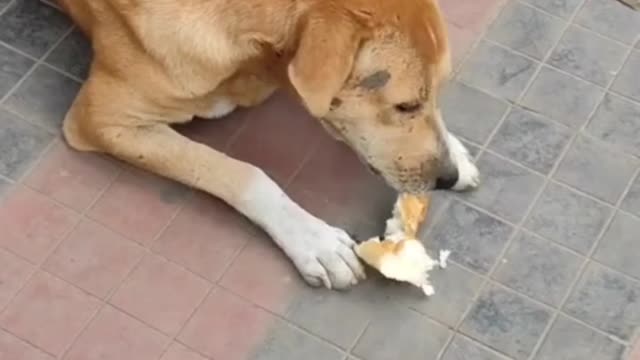 Streets dog feeding.