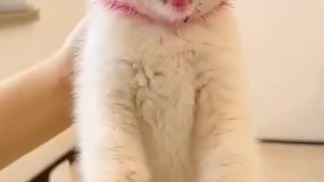 top funny cats videos