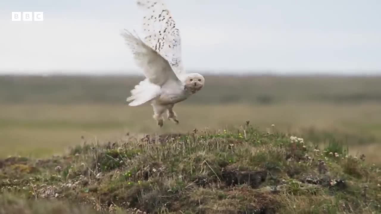 Feeding snowy owl chicks is no mean feat 😂 _ Frozen Planet II - BBC