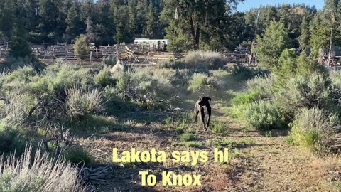 Lakota on day 10