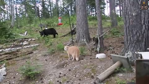Cats vs Wild Animals! (A Compilation)