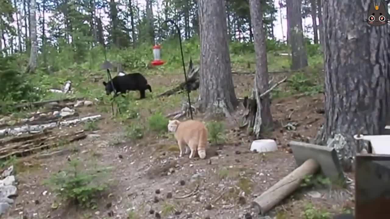 Cats vs Wild Animals! (A Compilation)
