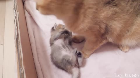 I will inform you about the eye of the kitten
