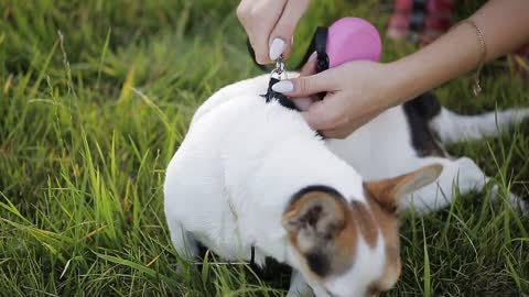 Woman fastens the leash to a small dog