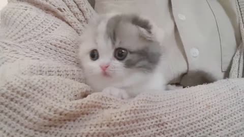 Cute kitten video short