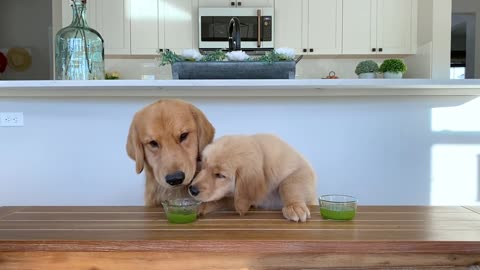 Dog Reviews Food With Son [Tucker Taste ]