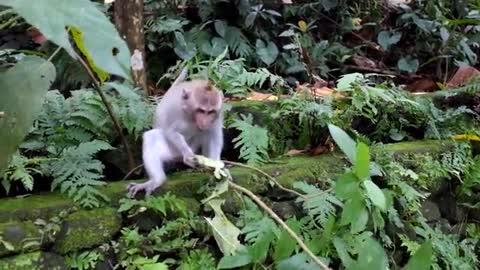 A little monkey learns to climb trees