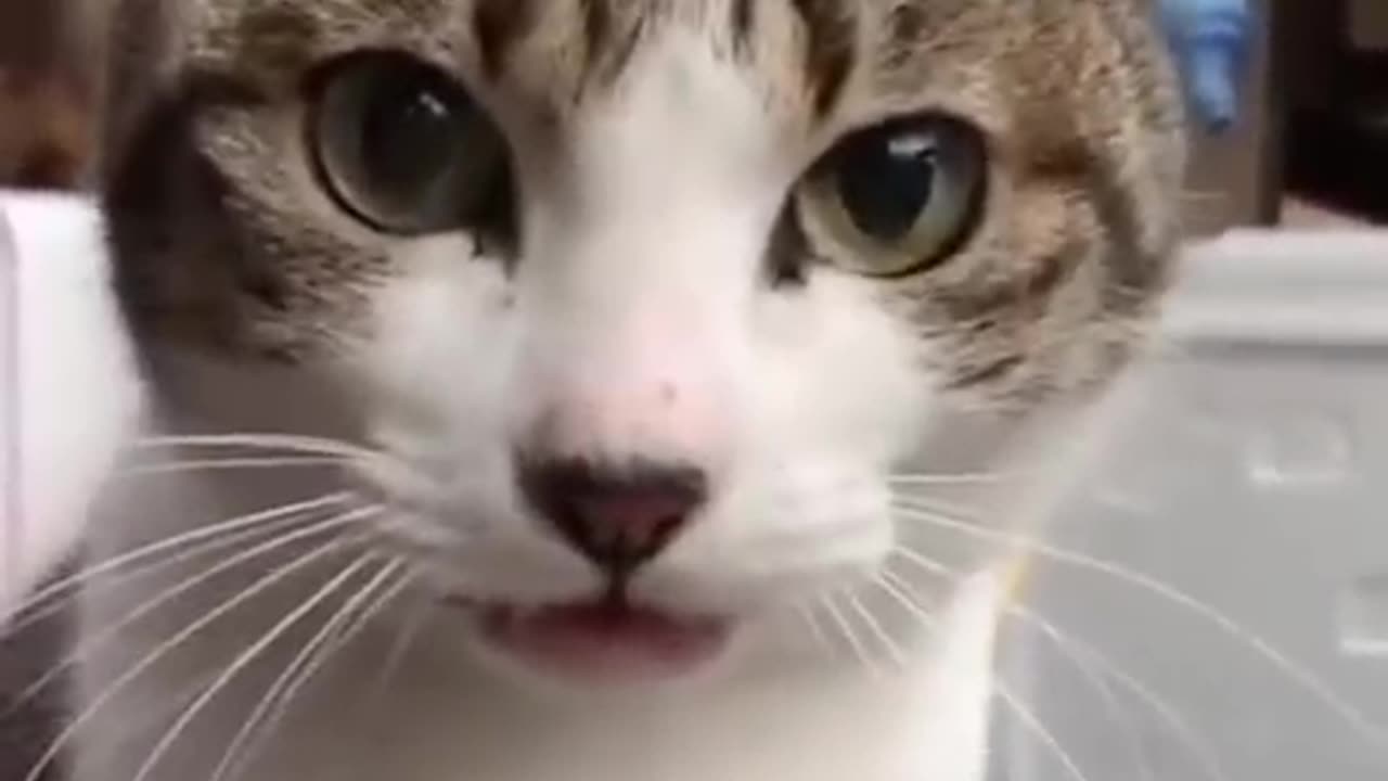 Funny video cats is laughing