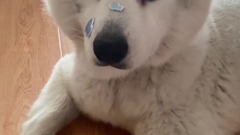 I don't think you've ever seen that lovely Samoyed