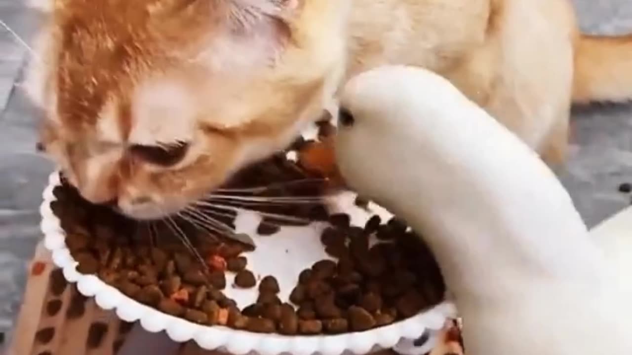 FUNNY CAT VIDEOS