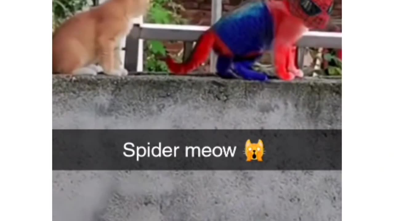 Spider cat 😺