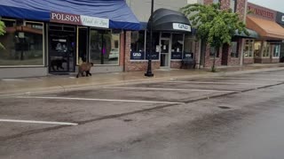 Bear Goes Window Shopping