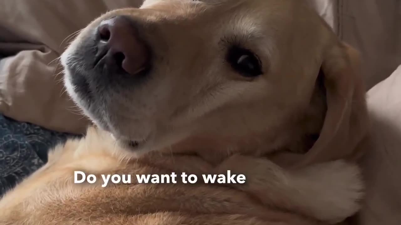 Rescue Dog Experiences A Bed For The First Time