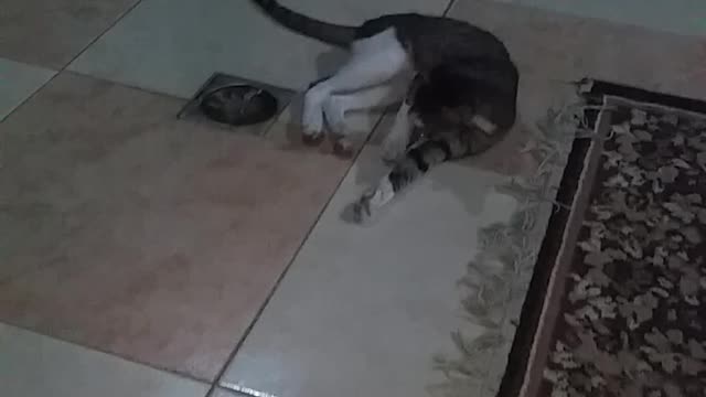 Funny cats - Cat trying to catch a toy