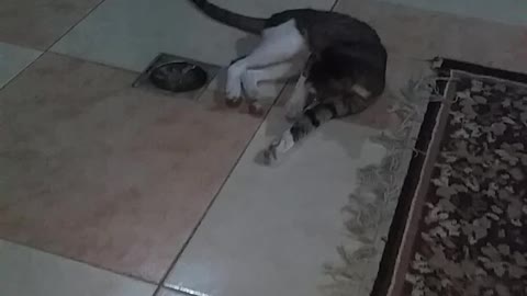 Funny cats - Cat trying to catch a toy