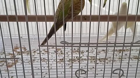 Australian Parrots Birds