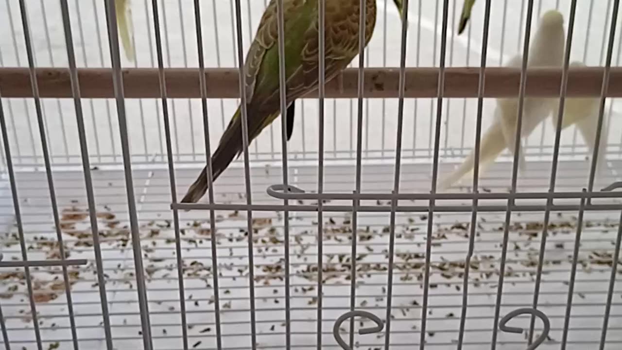 Australian Parrots Birds