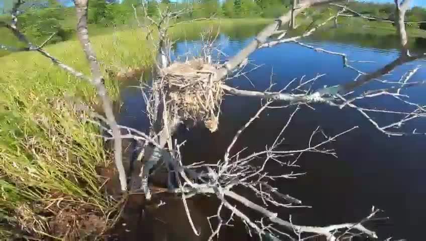 Nest