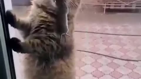 funny video- cuties cats