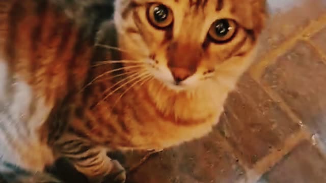 Beautiful Street Cat | Cat Video