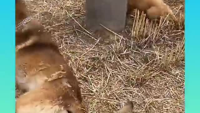 Smart dog