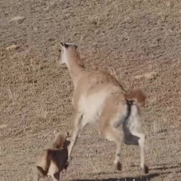 hunting day in the savanna! 😱😱😱