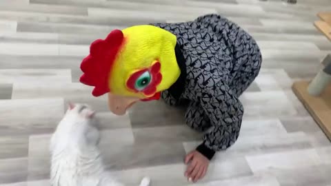 Chicken mask make cats nervous