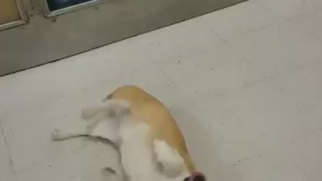 This Corgi Likes Having an Audience Watch Her