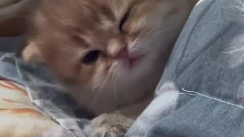 CUTE CAT SLEEPTIME