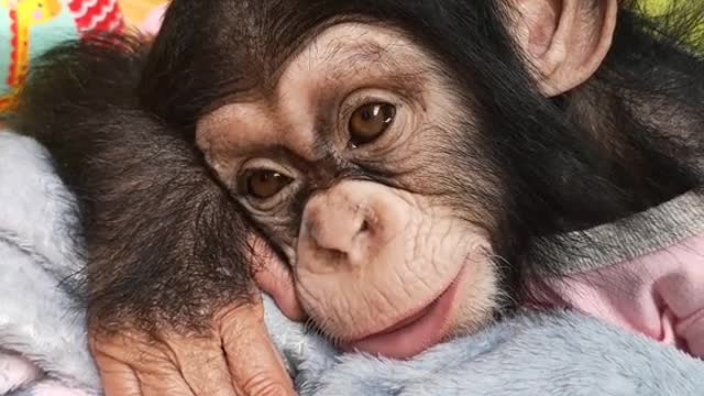 orangutans