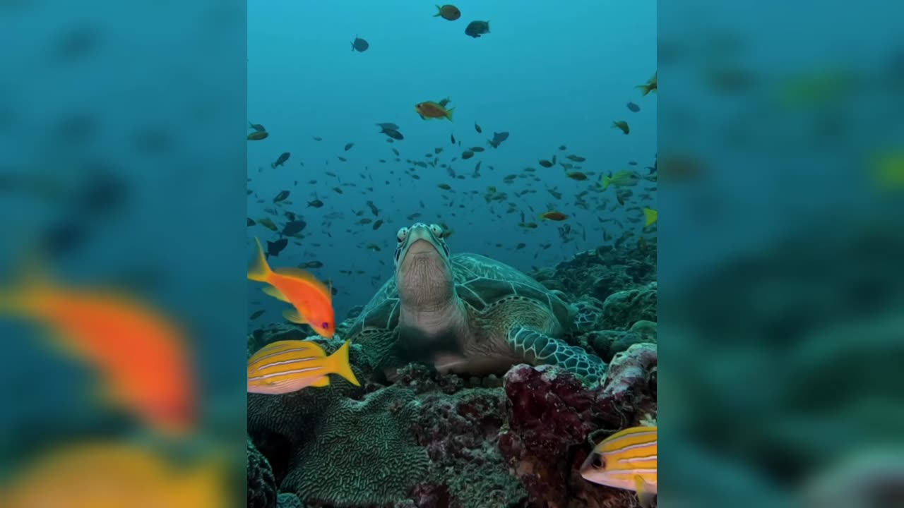 Glimpses of the Underwater Wonderland: Turtles and Colorful Fish in Their Natural Habitat