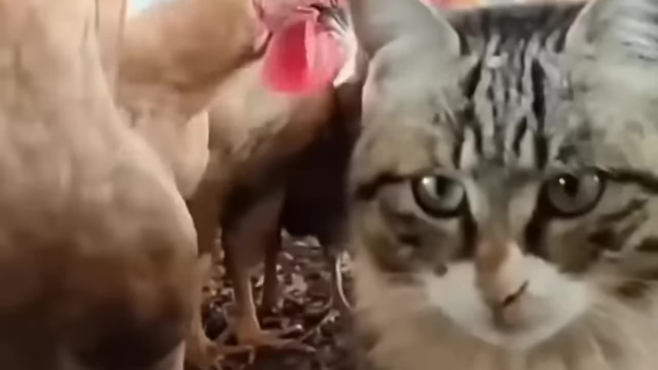 Cat 🐈 Vs hen