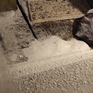 December 19th, 2023 | The Lads Raccoon Vlog-006 | They're Back! | #shorts