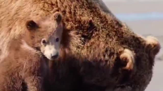 The bear played with Baker like he couldn't shake it off and was hooked