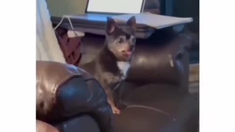 Cute small dog forgets how to bark