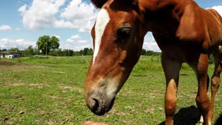 Adorably clumsy foal tries to graze like mom