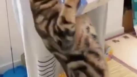 HUNGRY CAT !| Cat training #usa