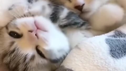 adorable moments of kittens