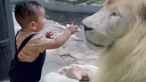 Child and lions