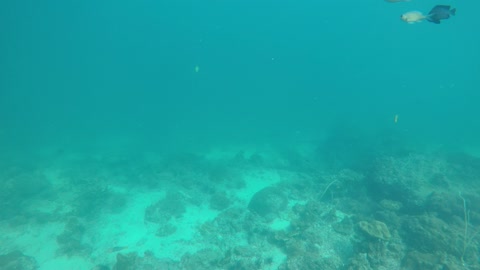 shark fishes underwater(sea) in thailnad