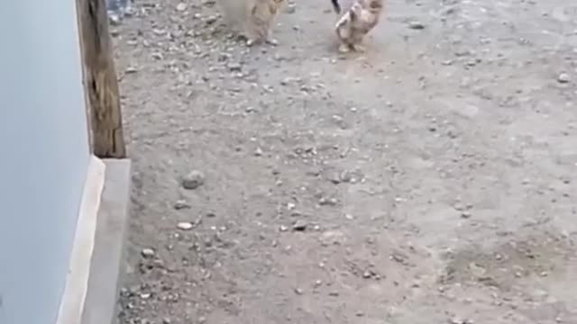Funny and Cute animals video 😂😍