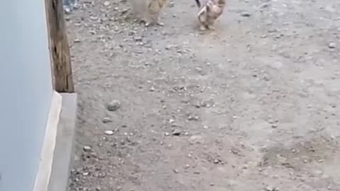 Funny and Cute animals video 😂😍