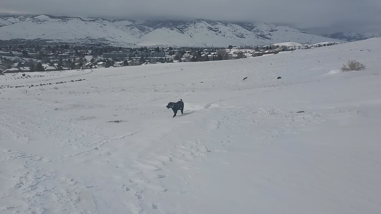 Doggo in Reno snow 03.01.23