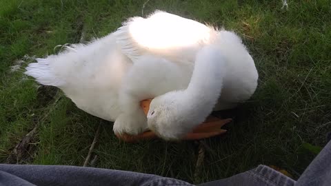 Helping Sam the goose scratch an itch