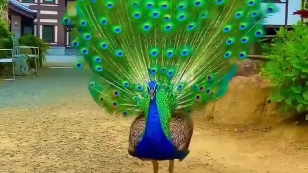 Lovevly Peacock #peacocksound