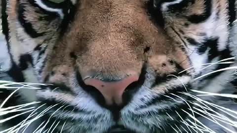 tiger