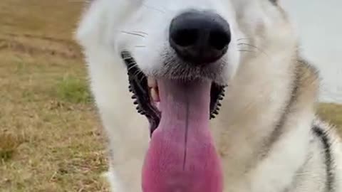 Adorable Husky Balances A Flower On His Head!