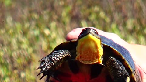 Blanding's Turtle