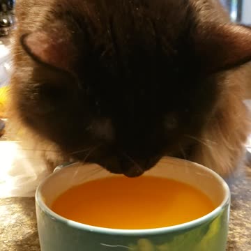 Good morning w/Tang kitty Bessie